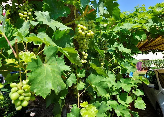 게스트하우스 Complex Nevia 포레치