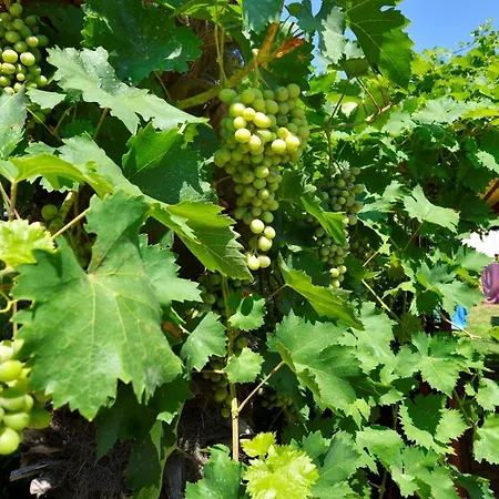 Pensjonat Complex Nevia Poreč